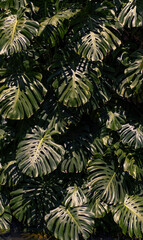 Monstera plant in tropical forest, botanical garden