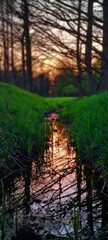 The orange sky of the sunset is reflected in the dark water of a stream between some trees and green grass