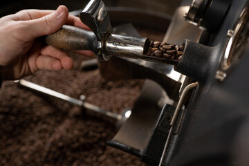 Kaffee Probenzieher wird aus Kaffeeröster gezogen und die Bohnen kontrolliert