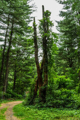 Obraz premium trees in the forest