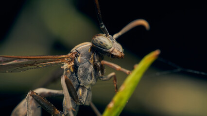 Details of a wasp perched on a green leaf.