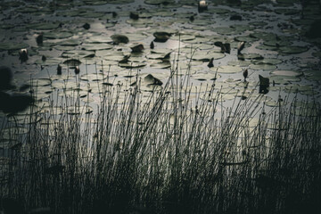 grass and lily pads on a pond