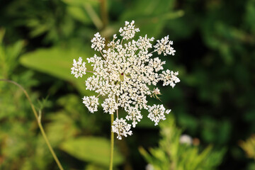 flowers in the forest