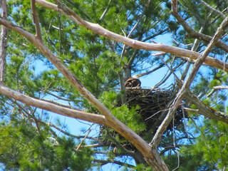 eagle in a nest