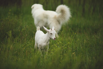 Saanan dairy goats on a small farm in Ontario, Canada.