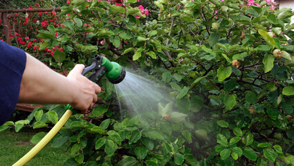 Close up gardener senior woman hand holding water hose and watering green plants in vegetables...