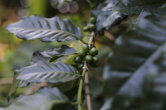 Cafeeiro com frutos verdes em primeiro plano, revelando a promessa de um delicioso caf&eacute;, em Paraty, Patrim&ocirc;nio Mundial.