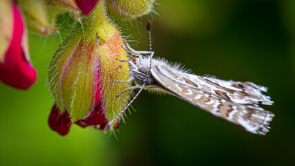 butterfly on flower