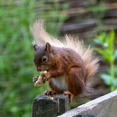 Rare species of British red Squirrel