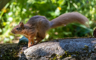 Rae species of British red Squirrel