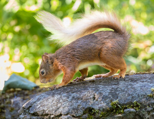 Rae species of British red Squirrel