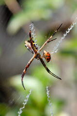 Silver spider, a beautiful silver spider enjoying its dinner, a ladybug, selective focus.