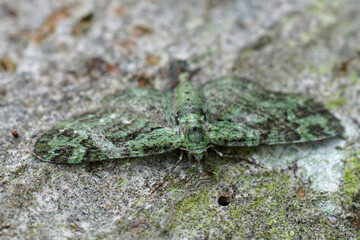 Closeup on the small Green Pug geometer moth, Pasiphila rectangulata with spread wings