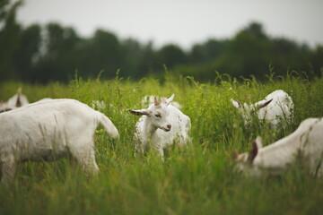 Obraz premium Saanan dairy goats on a small farm in Ontario, Canada.