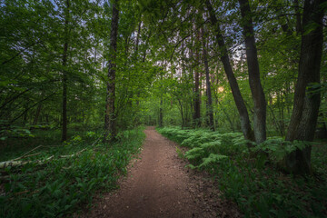 Leśna droga w Parku narodowym na Mazowszu w Polsce. Lato w lesie