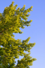 tree against sky