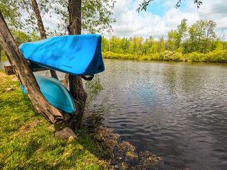 Two blue kayaks are situated within a tree, awaiting their next adventure. The tree hangs over an...