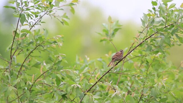 bruant chanteur sur une branche