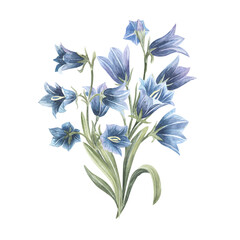 Hand drawn watercolor bluebell flower illustration. Painted bellflower sketch botanical herbs isolated on white background. For design, packaging, print.