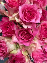 A bunch of bright pink roses