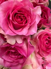 pink roses
