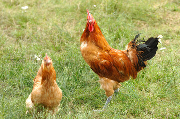 Naturally Raised Chickens