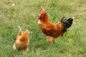 Naturally Raised Chickens
