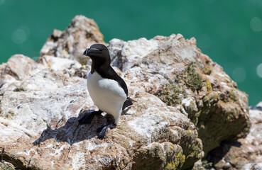 Razorbill seabird 