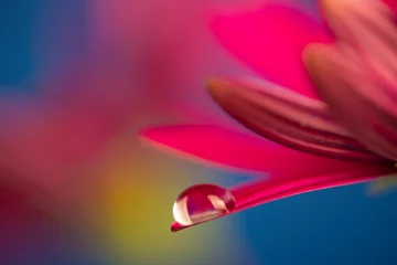Fototapeten flower with dew dop - beautiful macro photography with abstract bokeh background © Vera Kuttelvaserova