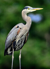 Fototapeta premium Great Blue Heron