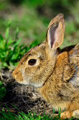 Bunny