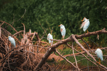 Flock of white Cattle Egrets perching on stems and lush trees growing in background at forest at Costa Rica, animal and nature concept