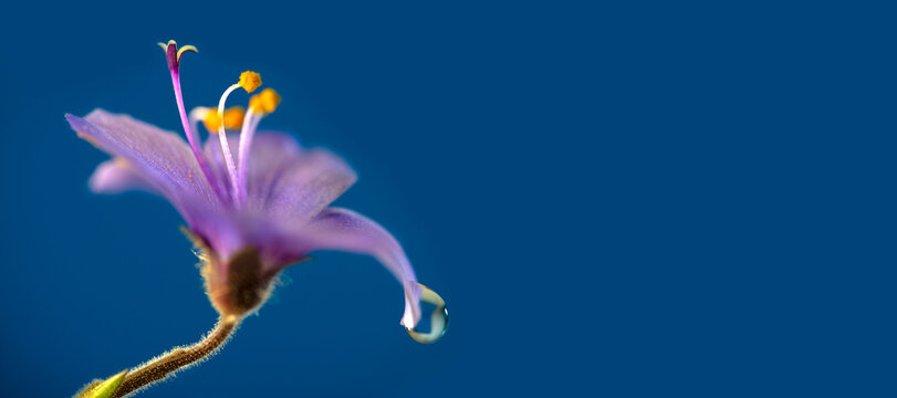 flower with dew dop - beautiful macro photography with abstract bokeh background