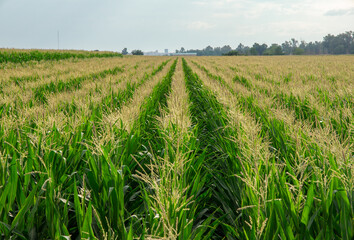 Hileras en un campo de cultivo de maíz bajo un cielo nublado.