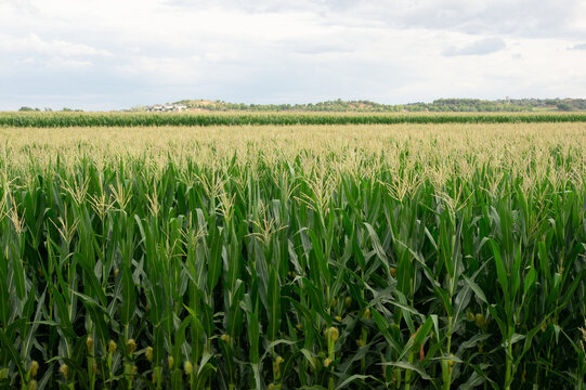 Imagen lateral de un campo de cultivo de maíz bajo un cielo nublado.