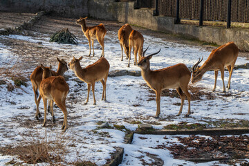 deer in the woods, deer in winter in the zoo