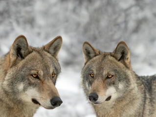 Fototapeta premium Wolf and she-wolf close-up on the background of a blurry forest