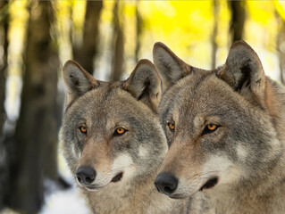 Wolf and she-wolf against the backdrop of the setting sun in winter