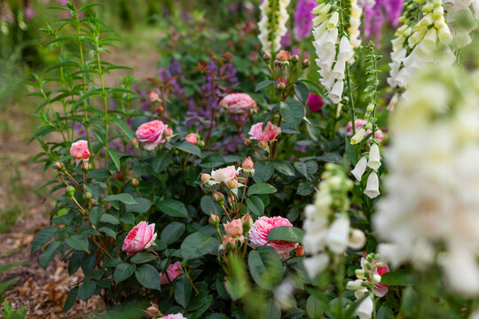 Chippendale pink roses flowers blooming in summer garden. Tantau peachy rose grows by foxgloves and lavender