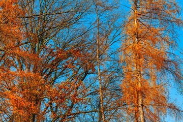 Late autumn nature vegetation