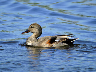 Duck