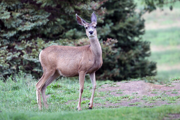 deer in the park