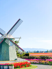 windmill in front of Fields of colorful tulips