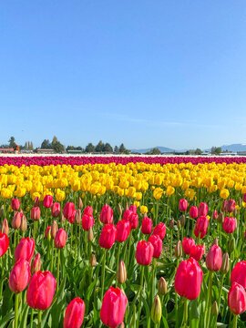 Fields of colorful red and yellow tulips