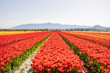 Fields of colorful red tulips