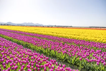 Fotobehang Fields of colorful purple and yellow tulips © Benjamin