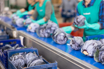 Heads of freshly harvested red cabbage on industrial vegetable sorting line in packaging factory.. - obrazy, fototapety, plakaty
