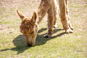 Furry Alpaca Eating Grass Green