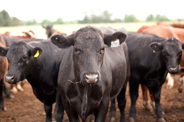 Australian Cattle 