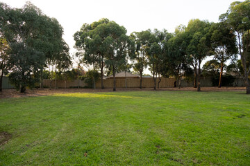 Fototapeta na wymiar Background texture of a vacant grass lawn lot with some Australian gum trees Eucalyptus and wooden fences of suburban homes at the back. Public ground in a local park of a residential neighourhood.